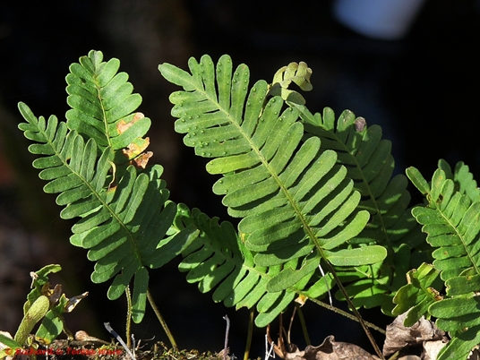 {Pleopeltis michauxiana}